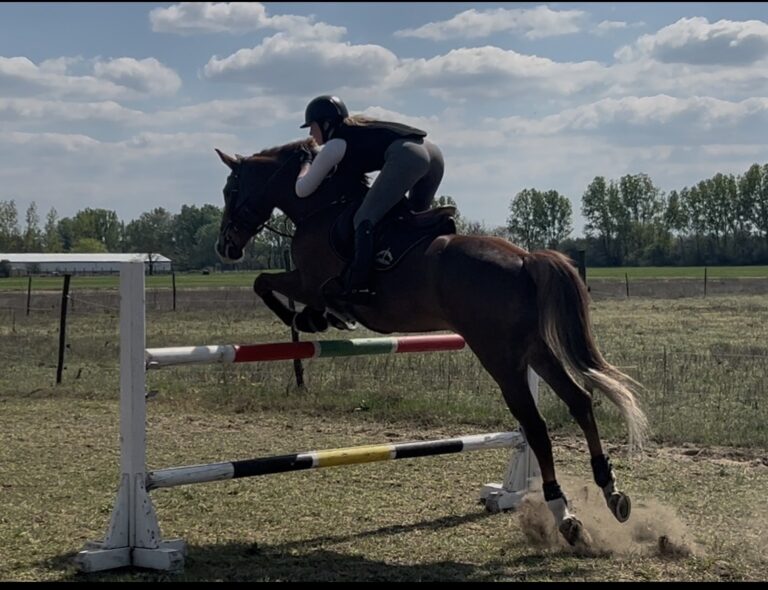 IMG 1041 768x590