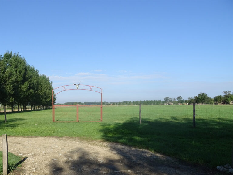legelo n 4 768x576